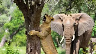Savannah Clash: What Really Happens When Lions Face Elephants