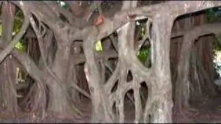 Pinecrest Gardens Virtual Tour