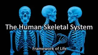 The Human Skeletal System: Framework of Life