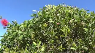 Sony ax33 video test in 4K