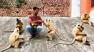 how to play jumping monkey game.monkey ba 🎯.monkey luk .