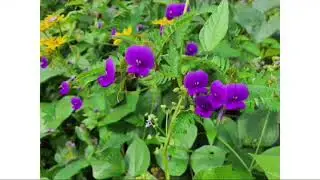 Ratangad Trek | Sonki Flowers Special Trek| The Valley of Flowers