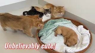 When a group of cats find a sleeping golden retriever puppy, what will these cats do to the puppy?
