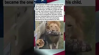 Lion Returns Photographer's Lost Lens