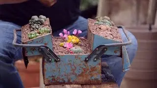 Composición de cactus en una caja de herramientas - Bricomanía