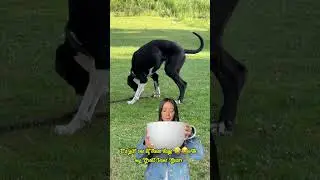 It&rsquo;s just  1️⃣ of those days🤣😂with my Great Dane Gozer#greenscreenvideo #funny #greatdane
