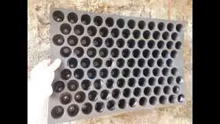 98 cavity trays | Starting Seeds in Plug Trays | Garden Propagation & Plug Trays
