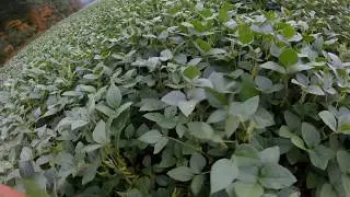 Late Planted Soybeans: Oct 3
