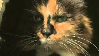 How to Make Your Cat Stop Meowing
