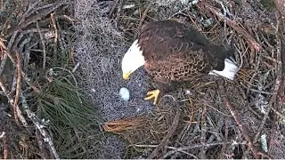 NEFL Eagles ~ BEAU SEES EGG #1 (NE32) FOR THE FIRST TIME & INCUBATES! 💕💕  11.24.25