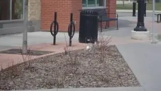 Wild hare jumping in the parking lot in Calgary - Lepus Townsendii