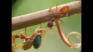 prosumer 20mm extreme macro lens videography | prosumer lens | lensbong | untuk lens