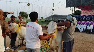 2024-గొట్టిపాటిహనుమంతరావుమెమోరియల్ అన్నంభొట్లవారిపాలెం టచ్ పల్లు విభాగం 4వ జత