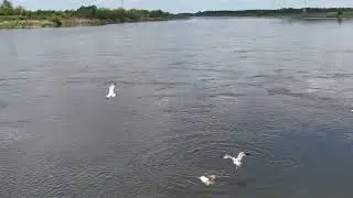 Foka w Wiśle - Tczew, Tcz.pl