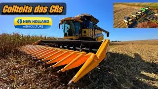 Um dia colhendo com a New Holland CR 💛🌽