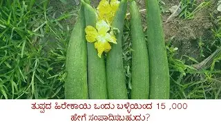 How to earn 15000 from 1 Sponge Gourd Plant [ತುಪ್ಪದ ಹಿರೇಕಾಯಿ ಒಂದು ಬಳ್ಳಿಯಿಂದ 15000 ಹೇಗೆ ಸಂಪಾದಿಸಬಹುದು]