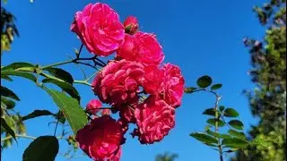 Beautiful pink flowers 🌺 