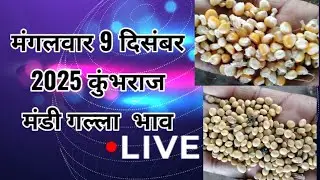 मंगलवार 9 दिसंबर 2025 का कुंभराज मंडी गल्ला भाव