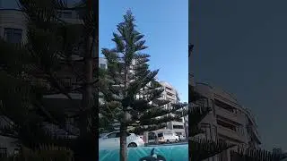 Norfolk Island Pine