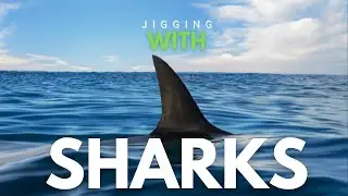 Shark, jigging for Amberjack