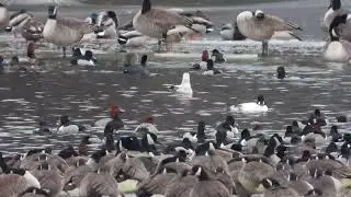 Will County waterfowl this morning.