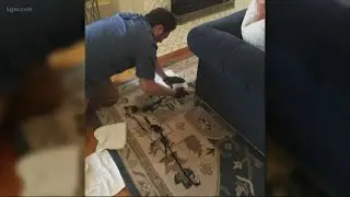 Historic Portland home vandalized