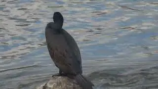 Cormor&aacute;n grande (Phalacrocorax carbo)