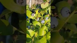 Berry Good #containergarden #garden #zone9b #gardening