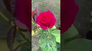 A Captivating Blend of Red Roses and Tranquil Melodies.