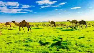 Shey mire dacar iga tiiri caashaqa best kaban qaaci