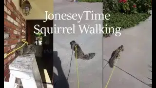 Walking My Pet Squirrel on a Leash!!!