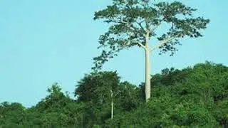 Forest Reserve