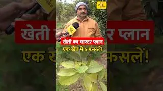 एक खेत, कई फसलें: हींग, बादाम, आम और बेल वाली खेती का अनोखा मॉडल | #shorts