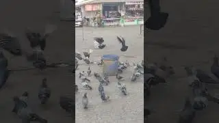 short video 🙏🙏🤲🤲🤲🤲 channel subscribe please