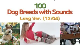 (Long Ver.) 100 Dog Breeds with Sounds; Fun and Educational for Kids and Adults
