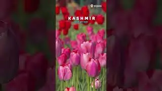 Kashmir Tulip Festival 2025 &ndash; A Blooming Paradise! #tripotocommunity
