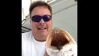 6 WEAKFISH AUG 29 2013 MAMA MIA FISHING
