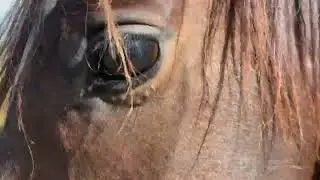 Horsing Around with Big Z-ion, the Black Percheron Stallion