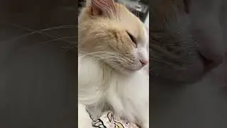 Cat bedtime routine #cat #grwm #bedtime stories#routinevlog #asmr
