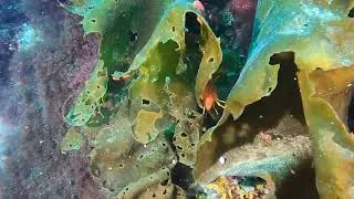 Wall Dive at Shag Rock, Paradise Harbour Antarctica