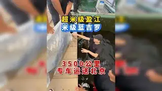 什么鱼值得专车3500公里？超米级盈江&米级蓝吉罗进京之旅！