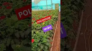 Indian Farmer | Polyhouse for Jarbera | Decoration flowers | Wedding season | Jarbera varietycolours