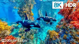 Magical Marine Creatures in 8K HDR | Dolby Vision™