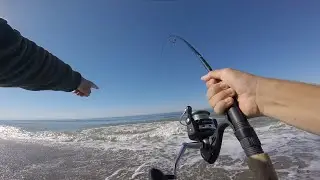 This fish was TOO BIG! Striped Bass, Surf Perch, and Jacksmelt in the California Surf