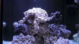 Deep Blue Professional 60gal Cube - Update
