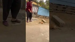 #shorts #short #youtube #viral #tranding #video #new #dog #puppy #love #2026 #ghatsila #mypassingday