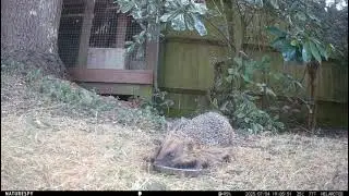 Hoglet Pestering Mother Hog for Milk [European Hedgehog]