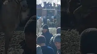 бузкаши деваштич басманда сарваполвон бо аспи чораи акула 12 02 23 🐎🇹🇯🇺🇿🇰🇿🇰🇬👍