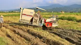 Rice Harvest Process In Mud Farm