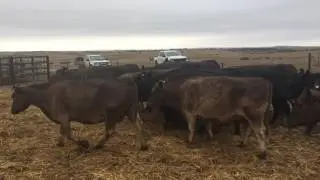 PTIC Angus/Murray Grey cows
